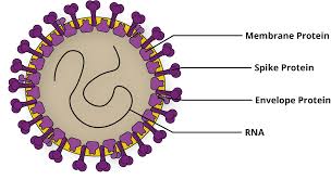 Cornovirus